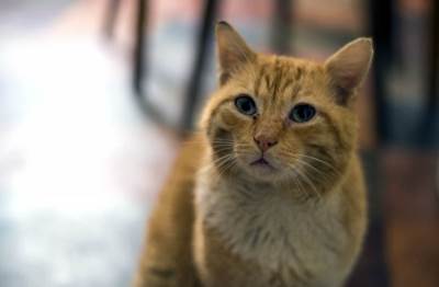  Zanimljivosti-o-mackama-Svetski-dan-macaka 