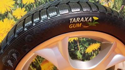  Automobilska guma od ruskog maslačka 