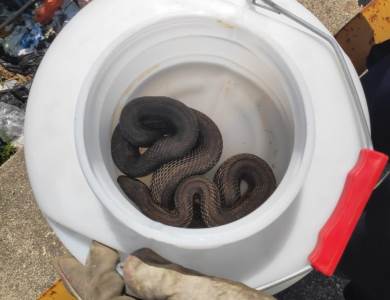  Bar: Našli zmiju od dva metra u garaži! (FOTO) 