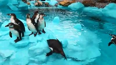  Pingvini-u-beogradskom-zooloskom-vrtu 