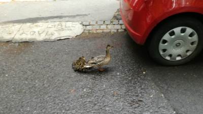  Patka-i-pacici-izazvali-sudar-na-autoputu-ljudi-im-pomagali 