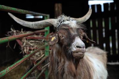  Čudesna priča engleskog niželigaša: Ljudi, pomozite, treba nam JARAC! 