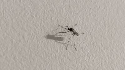  Ljekari upozoravaju na opasnost od uboda komarca 