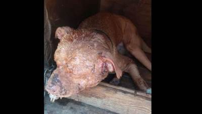  Borbe pasa opet u Podgorici 