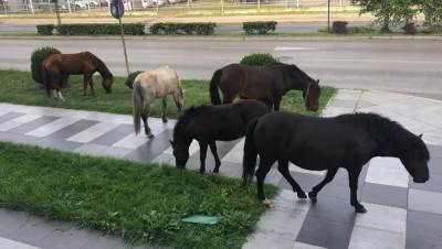  Konji se prošetali podgoričkim bulevarom  