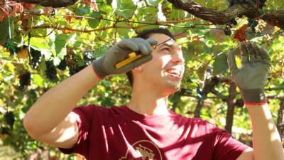  Proizvodnja vrhunskog crnogorskog vina vinarija Rajković kako se pravi vino 