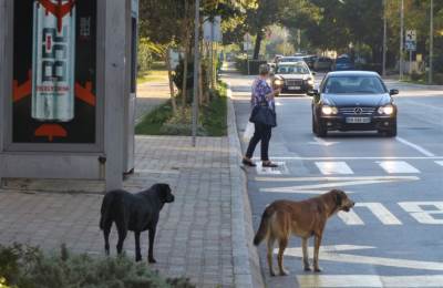  Nikšić: Zbog napada pasa isplaćeno 248.000 eura 