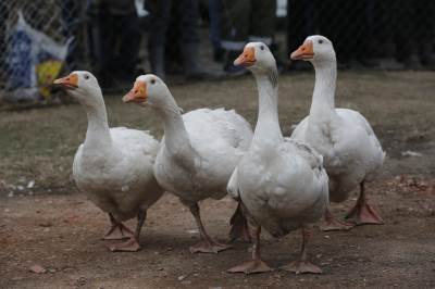  Njujork-zabranjuje-gusciju-dzigericu 