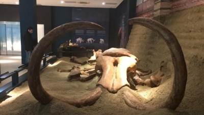  Meksiko Pronadjene kosti mamuta 