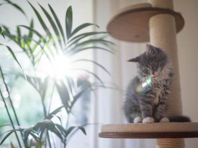  Sobno-cvece-i-biljke-da-li-prociscavaju-vazduh 