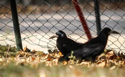  Potvrđen slučaj ptičjeg gripa kod divljih ptica 