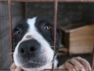  Azil za pse u Podgorici udomljavanje pasa psi lutalice VIDEO 