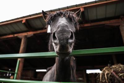 Ubijeni konji u Turskoj zbog bolesti 