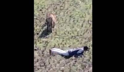  Preživeo NAPAD TIGRA: Pametni seljak nadmudrio zver (VIDEO) 