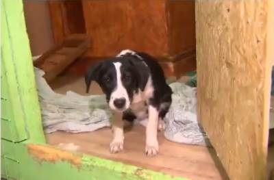  Muž i žena usvojili psa iz azila, odveli ga kući i POJELI! 