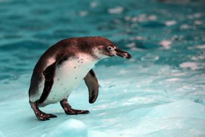  ŠTA SMO URADILI!!! Populacija pingvina na Antarktiku pala za 77%! 