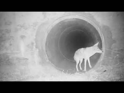  NEVIĐENA RADOST: Pogledajte ovo neobično ali predivno prijateljstvo (VIDEO) 