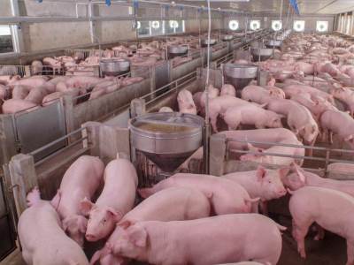  STOP ZA SVINJETINU: Covid-19 ušao u najveću fabriku mesa u SAD 