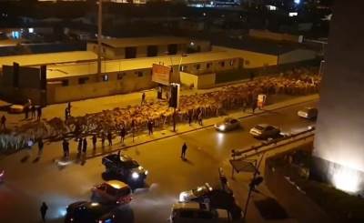  Kamile-iz-Australije-kupio-biznismen-iz-Libije-da-ih-spase-odstrela 