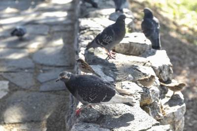  Penzioner zbog golubova nožem napao mladog komšiju 