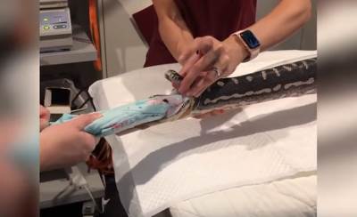  Australija-Zmija-progutala-peskir-za-plazu 