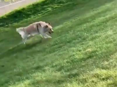  Tviter miljenik: Pogledajte kako je ovaj pas "osvojio" društvenu mrežu! 