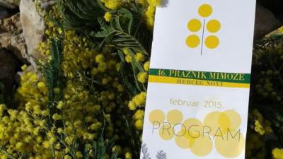  Herceg Novi: Počinje fešta mimoze! 