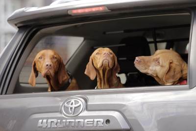  Rusija-Moskva-Korona-virus-zabrana-kretanja-hapsenje-pas 