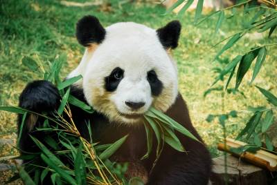  Konačno sami... Uspešan "susret" panda u zoo vrtu u Hongkongu 