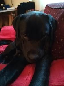  Korona-virus-otkrivanje-psi-labradori-koker-spanijeli. 