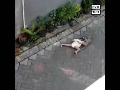  Svi su bili u šoku: Majmun na skuteru pokušao da otme dijete (VIDEO) 
