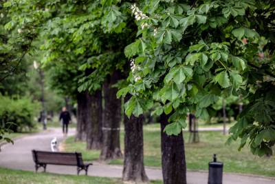  majka nestalog antonija detalji nestanka 