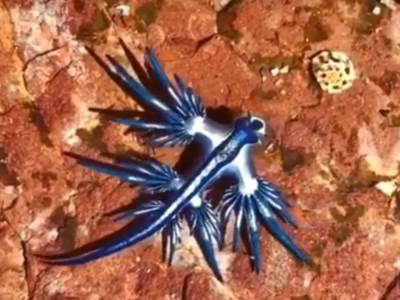  "Plavi zmaj" primećen na obali popularnog ostrva 