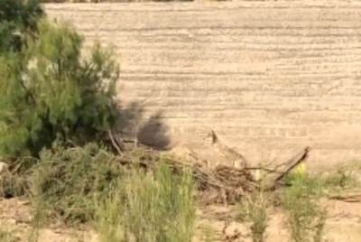  Ovo NIJE crtani film: Kojot juri pticu trkačicu! (VIDEO) 