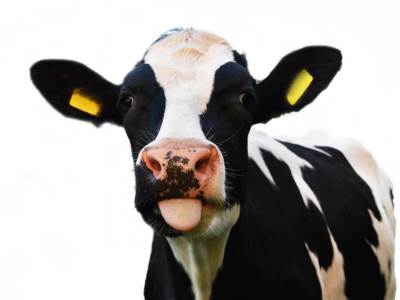  Krava-ispala-iz-kombija-u-Srebreniku 