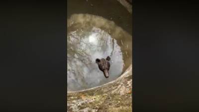  Medo, medo...Kako si tu upao? (VIDEO) 