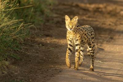  Divlja mačka pobegla iz "aleje milijardera", traži je naoružana policija 