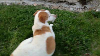  OTKRIVENO kako je dečak (12) povredio psa, oglasili se i vlasnici 