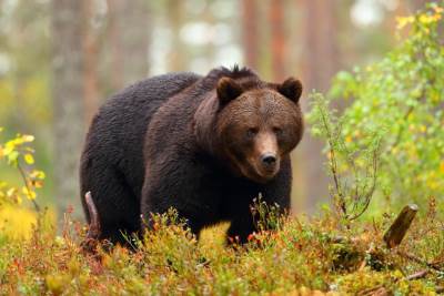  Rumunija problem s medvjedima  