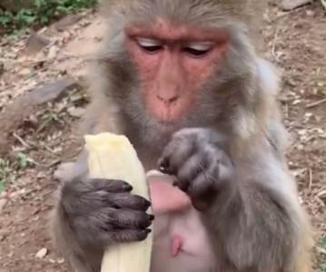  Majmun-ljusti-bananu-TikTok 