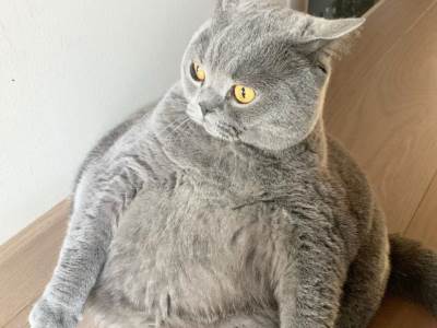  Macka-video-okrugla-macka-Instagram 