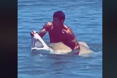  Plivač uhvatio ajkulu golim rukama, pa joj držao otvorene čeljusti 