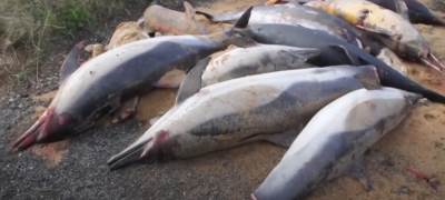  TUGA: Hiljade delfina u agoniji STRADA od ribarskih mreža (VIDEO) 
