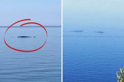  Kit plivao na 200 metara od plaže u Hrvatskoj  