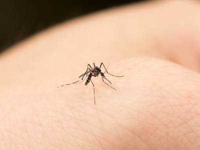  Komarci-od-cega-beze-komarci-sredstvo-protiv-komaraca-kod-kuce 