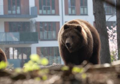  SAMO U RUSIJI: Na glasačko mesto doveli MEDVEDA! (VIDEO) 