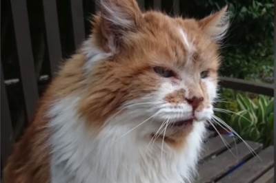  Umrla najstarija mačka na svijetu – evo šta je uradila pred smrt! 