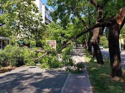  Vjetar lomio grane u Podgorici!  