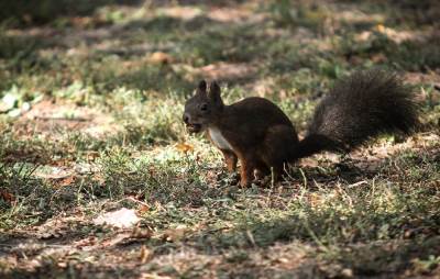 SAD-bubonska-kuga-veverica-epidemija 