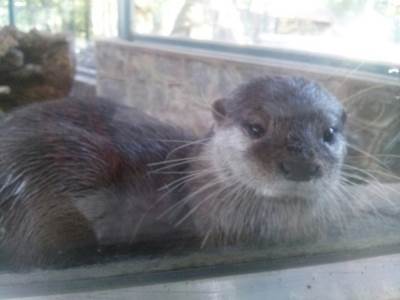  KORONA NAPALA I ŽIVOTINJE! Samo u jednoj zemlji ubiće 2,5 MILIONA VIDRI 